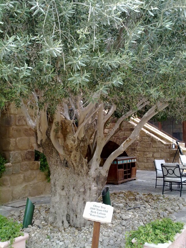 Weekly Photo Challenge: Foreign - Olive Tree